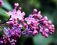 Lilas commun. Fleurs. Cliquer pour agrandir l'image.