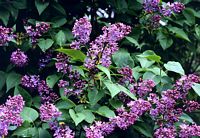 Lilas commun. Feuilles et fleurs. Cliquer pour agrandir l'image.