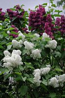 Lilas commun. Cliquer pour agrandir l'image.