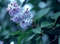 Lilas commun. Fleurs. Cliquer pour agrandir l'image.