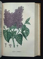 Lilas commun. Planche d'identification Saint-hilaire. Cliquer pour agrandir l'image.