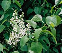 Lilas commun. Cliquer pour agrandir l'image.