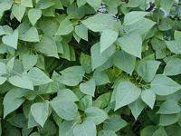 Lilas commun. Feuillage. Cliquer pour agrandir l'image.