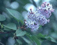 Lilas commun. Fleur. Cliquer pour agrandir l'image.