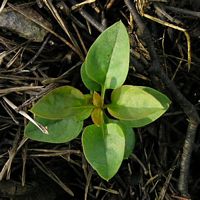 Lilas commun. Jeune plante. Cliquer pour agrandir l'image.