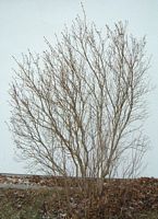 Lilas commun. Plante défeuillée. Cliquer pour agrandir l'image.