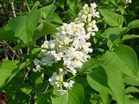 Lilas commun. Fleur. Cliquer pour agrandir l'image.