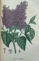 Lilas commun. Dessin d'identification. Cliquer pour agrandir l'image.