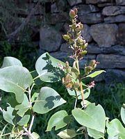 Lilas commun. Fruits. Cliquer pour agrandir l'image.