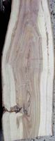 Lilas commun. Bois. Cliquer pour agrandir l'image.