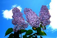 Lilas commun. Fleurs. Cliquer pour agrandir l'image.