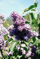 Lilas commun. Fleurs. Cliquer pour agrandir l'image.