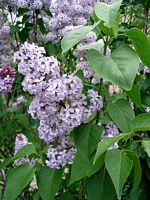 Lilas commun. Fleurs. Cliquer pour agrandir l'image.