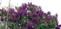 Lilas commun. Fleurs. Cliquer pour agrandir l'image.