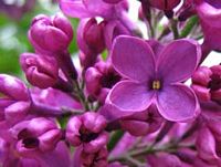 Lilas commun. Fleur. Cliquer pour agrandir l'image.
