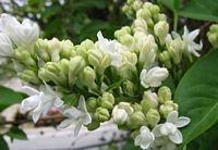 Lilas commun. Floraison. Cliquer pour agrandir l'image.