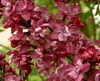 Lilas commun. Fleurs rouges. Cliquer pour agrandir l'image.