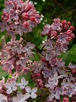 Lilas commun. Fleurs. Cliquer pour agrandir l'image.