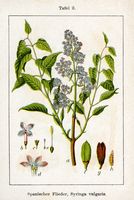 Lilas commun. Planche d'identification Sturm. Cliquer pour agrandir l'image.