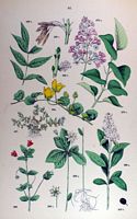 Lilas commun. Planche d'identification Hoffmann. Cliquer pour agrandir l'image.