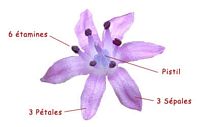 Liliacées. Fleur. Cliquer pour agrandir l'image.