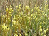 Linaire commune. Plantes, Côtes de Clermont. Cliquer pour agrandir l'image.