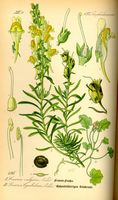 Linaire commune. Planche d'identification Thomé. Cliquer pour agrandir l'image.