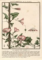 Liseron des champs. Planche d'identification. Cliquer pour agrandir l'image.