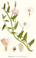 Liseron des champs. Planche d'identification Linnemand. Cliquer pour agrandir l'image.