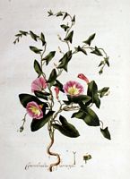 Liseron des champs. Planche d'identification Flora batava. Cliquer pour agrandir l'image.
