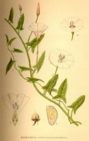 Liseron des champs. Planche d'identification Linnemand. Cliquer pour agrandir l'image.