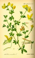 Lotier corniculé. Planche d'identification Thomé. Cliquer pour agrandir l'image.