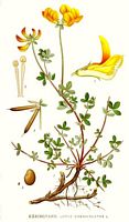 Lotier corniculé. Planche d'identification Linnemand. Cliquer pour agrandir l'image.