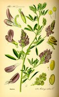 Luzerne cultivée. Planche d'identification Thomé. Cliquer pour agrandir l'image.