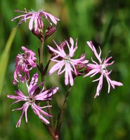 Lychnis fleur-de-coucou, Narse d'Espinasse. Cliquer pour agrandir l'image.