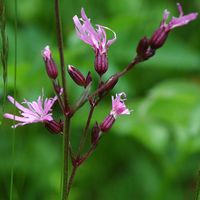 Lychnis fleur-de-coucou, Narse d'Espinasse. Cliquer pour agrandir l'image.