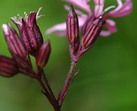 Lychnis fleur-de-coucou, Calices, narse d'Espinasse. Cliquer pour agrandir l'image.