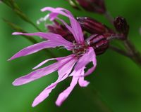 Lychnis fleur-de-coucou, Fleur, narse d'Espinasse. Cliquer pour agrandir l'image.