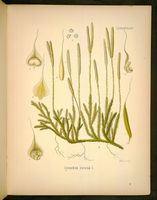 Lycopode officinal. Planche d'identification. Cliquer pour agrandir l'image.