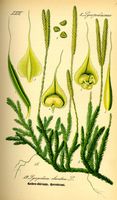 Lycopode officinal. Planche d'identification. Cliquer pour agrandir l'image.