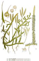 Lycopode officinal. Planche d'identification Linnemand. Cliquer pour agrandir l'image.
