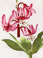 Lys martagon. Aquarelle. Cliquer pour agrandir l'image.