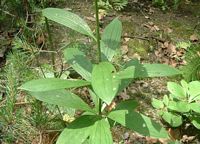 Lys martagon. Plante. Cliquer pour agrandir l'image.