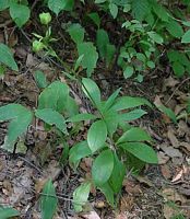 Lys martagon. Plantes. Cliquer pour agrandir l'image.