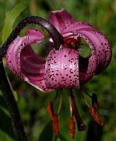Lys martagon. Cliquer pour agrandir l'image.