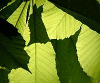 Marronnier d'Inde. Feuille. Cliquer pour agrandir l'image.