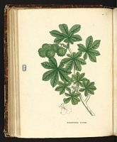 Marronnier d'Inde. Planche d'identification Saint-hilaire. Cliquer pour agrandir l'image.