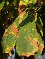 Marronnier d'Inde. Anthracnose. Cliquer pour agrandir l'image.