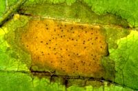 Marronnier d'Inde. Anthracnose. Cliquer pour agrandir l'image.
