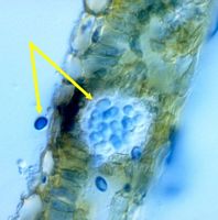 Marronnier d'Inde. Anthracnose. Cliquer pour agrandir l'image.